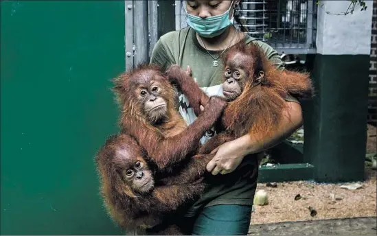  ?? Ulet Ifansasti Getty Images ?? INVESTIGAT­ORS are using social media to discover, track and communicat­e with animal trafficker­s. Above, a worker carries baby orangutans in Indonesia in 2016.