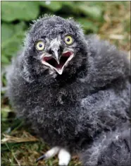 ??  ?? A snowy owl chick.