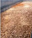  ?? Foto: dpa ?? Millionen von mit Fipronil belastete Eier sind zerstört worden.