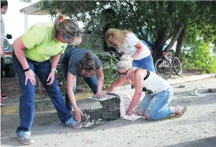  ?? Photos Ravindrana­th K / The National ?? Volunteers from Animal Welfare Abu Dhabi trap stray cats, neuter them and release them in the area where they were taken. Action was taken this year to curb the population of more than 200 cats on Lulu Island.