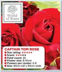  ??  ?? CAPTAIN TOM ROSE Star rating: Scent: Petal count: 35 Flower size: 8-10cm Flowers per cluster: 5-9 Size: 90cm tall x 60cm wide