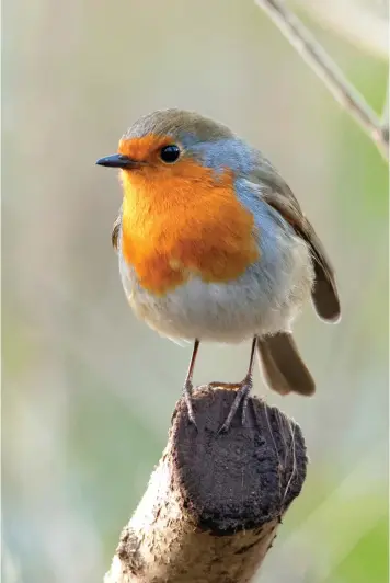  ?? ?? During spring and summer, songbirds eat lots of insects and spiders — an important part of their hatchlings’ diet.