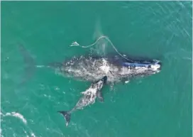  ?? GEORGIA DEPARTMENT OF NATURAL RESOURCES/NOAA PERMIT #20556 VIA AP ?? An endangered North Atlantic right whale entangled in fishing rope was sighted Dec. 2 with a newborn calf in waters near Cumberland Island, Ga.