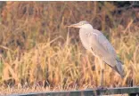  ?? Les Price ?? ●●Heron musing on a fence