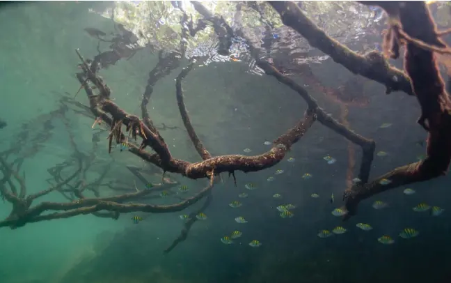  ??  ?? Toda un comunidad marina puebla las marañas submarinas del manglar / An entire community lurks amidst sunken mangrove branches.