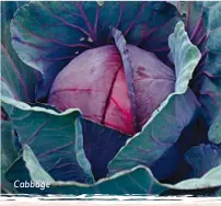  ?? ?? Cabbage