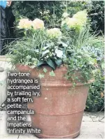  ??  ?? Two-tone hydrangea is accompanie­d by trailing ivy, a soft fern, petite campanula and the Impatiens ‘Infinity White