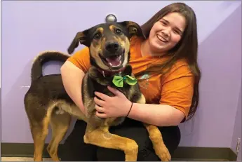  ?? ?? Swift Current SPCA canine kennel attendant Samantha Giroux with one-year-old Orzo, an energetic shepherd mix looking for a new home. Yenna is a one-year-old calico cat available.