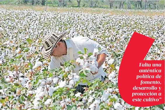  ?? / ARCHIVO ?? El Valle de Mexicali llegó a ser considerad­o como el rancho algodonero más grande del mundo