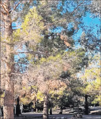  ?? Bob Morris ?? These Mondell pine trees are shading each other. Fifty-foot-tall pine trees should be at least 30 feet from each other to provide enough light.