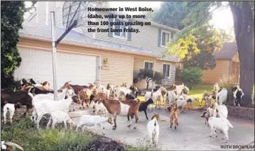  ?? RUTH BROWN/AP ?? Homeowner in West Boise, Idaho, woke up to more than 100 goats grazing on the front lawn Friday.