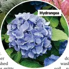  ??  ?? Hydrangea