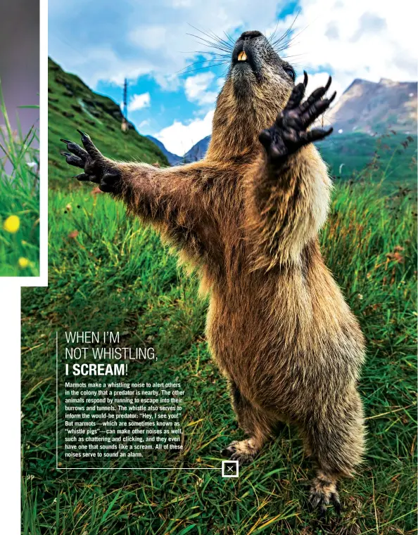  ??  ?? WHEN I’M NOT WHISTLING, I SCREAM!
Marmots make a whistling noise to alert others in the colony that a predator is nearby. The other animals respond by running to escape into their burrows and tunnels. The whistle also serves to inform the would-be predator: “Hey, I see you!” But marmots—which are sometimes known as “whistle pigs”—can make other noises as well, such as chattering and clicking, and they even have one that sounds like a scream. All of these noises serve to sound an alarm.