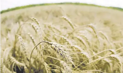  ??  ?? En jaque. Las constantes intervenci­ones en el mercado del cereal redujeron la superficie del cultivo a casi la mitad.