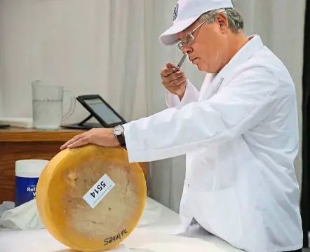  ??  ?? Get a whiff of this: dean Sommer of the Wisconsin Center for dairy research in Madison, Wisconsin, checking the aroma of a sample of hard cheese at the uS Championsh­ip Cheese Contest. photos: TNS