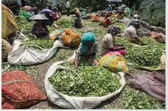  ?? Evan Sung photos / The New York Times ?? Tea harvesters pick and sort leaves in Munnar, in India’s southern state of Kerala.