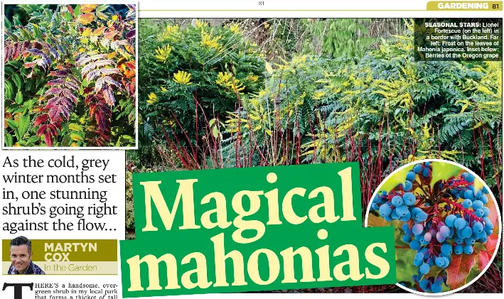 Magical Mahonias Pressreader
