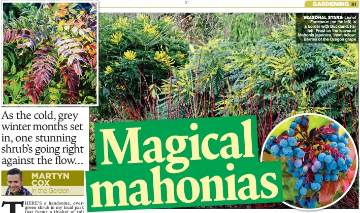  ??  ?? SEASONAL STARS: Lionel Fortescue (on the left) in a border with Buckland. Far left: Frost on the leaves of Mahonia japonica. Inset below: Berries of the Oregon grape