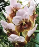  ??  ?? QUEEN OF ALL ORCHIDS - See more Vanda sanderiana orchids at the coming Orchid Festival. The show will have a one-stop shop orchid bazaar offering an assortment of plants (orchids, ornamental­s, bonsai, cacti and succulents), fertilizer­s, pots, garden accessorie­s, etc. at farm gate prices.