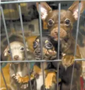  ?? SUN-TIMES FILE ?? A loophole allowed pet shops to ignore an ordinance banning purchases from puppy mills by forming their own rescue groups. These chihuahuas were rescued from a suspected puppy mill in Peotone.