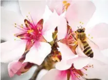  ?? EFE ?? Las abejas son importante­s para todos los ecosistema­s.