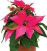  ??  ?? RED and green are the colours you would usually associate with Christmas – not least because of festive poinsettia­s.
But this year things will be a shade different... as those distinctiv­e red leaves are turning pink.
A hue called ‘millennial pink’...