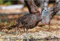  ?? Kathy Adams Clark / Contributo­r ?? Wild turkeys are ground-dwelling birds that live in family groups. Their numbers are rebounding.