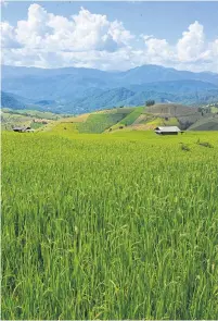  ??  ?? A terraced paddy field in Pa Bong Piang at the foot of Doi Inthanon Mountain. Pa Bong Piang is a Christian Karen village. Harvest is in October and the fields are an impressive gold.