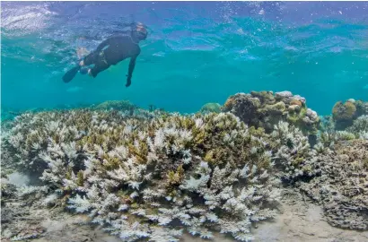  ?? AFP ?? A snorkeler swims above coral that has bleached white due to heat stress in Fiji. —