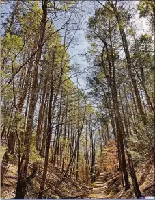  ?? Peter Marteka / For Hearst Connecticu­t Media ?? Trails pass through towering hemlocks at Sunrise State Park.