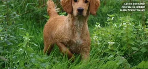  ?? ?? A gentle introducti­on will produce a confident gundog for many seasons