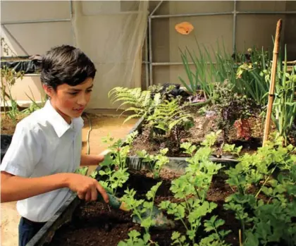  ?? CORTESÍA FAO ?? Braiton Aguilar cultiva en la huerta de su centro educativo parte de lo que come en la Escuela Cecilio Piedra, de Frailes de Desamparad­os. La idea del proyecto es aprender y divertirse sembrando.