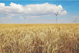  ?? ARCHIVES] [PHOTO BY JIM BECKEL, THE OKLAHOMAN ?? Wind turbines rise above wheat fields in Kay County in 2017.