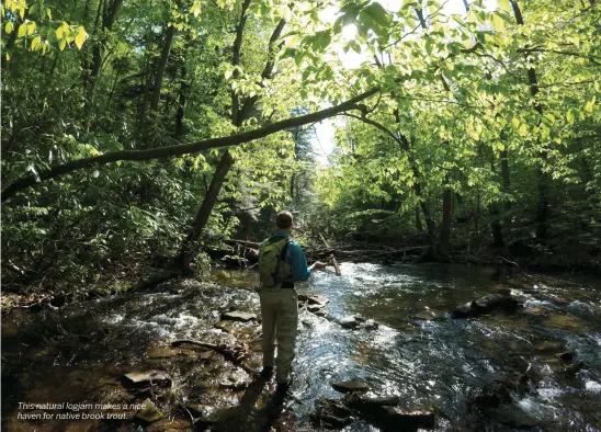  ??  ?? This natural logjam makes a nice haven for native brook trout.