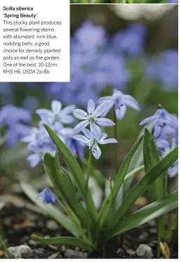  ??  ?? Scilla siberica ‘Spring Beauty’
This stocky plant produces several flowering stems with abundant, rich-blue, nodding bells; a good choice for densely planted pots as well as the garden. One of the best. 10-12cm. RHS H6, USDA 2a-8b.