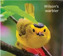  ??  ?? Wilson’s warbler