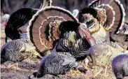  ?? Courtesy National Wild Turkey Federation ?? The current Rio Grande turkey population is estimated at around 600,000 birds.