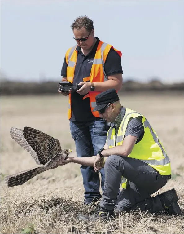  ?? IAN KUCERAK ?? Aerium Analytics pilot Justin Quesnel, kneeling, and Clear Flight Solutions pilot Ramon Wind work with the Robird drone on Monday.