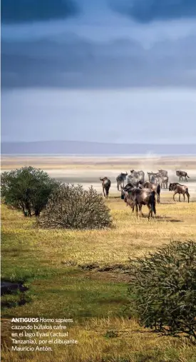  ??  ?? ANTIGUOS Homo sapiens cazando búfalos cafre en el lago Eyasi (actual Tanzania), por el dibujante Mauricio Antón.