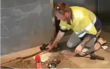  ?? Photo: Contribute­d ?? UNLIKELY FIND: Toowoomba Snake Catchers 24/7 owner David Wiedman catches a snake in Grand Central.