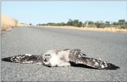  ?? PICTURE: WENDY COLLINSON ?? A grass owl killed by traffic on the N7 highway in Gauteng.