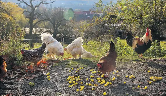  ??  ?? Gesundes Fleisch, gute Eier, viel Gemüse und alles möglichst bio: Bei der Bewerbung der Produkte wird zu oft gegeneinan­der vorgegange­n.