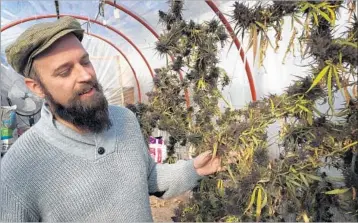  ?? WASHINGTON POST ?? Marco Algorta says Uruguay “has an opportunit­y to become in cannabis what Switzerlan­d is for chocolate.”