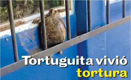  ?? ADRIAN GALEANO ?? La tortuguita quedó prensada entre la verja y una de las ventanas de la escuela.