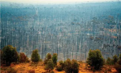  ?? Photograph: Adwo/Alamy ?? Bush fire devastatio­n in Australia. The country is near the top of Swiss Re’s index of risk to biodiversi­ty and ecosystem services.