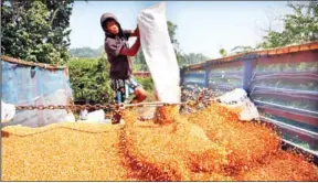  ?? HENG CHIVOAN ?? Corn is loaded into a truck in Pailin province.