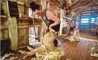  ?? AFP PIC ?? Emma Billet shearing a sheep outside the town of Trangie in western New South Wales.