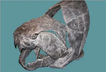  ??  ?? Dunkleoste­us, prédateur géant sans dents mais avec un « massicot » ultra-puissant ! Tête visible au Muséum national d’histoire naturelle de Paris.