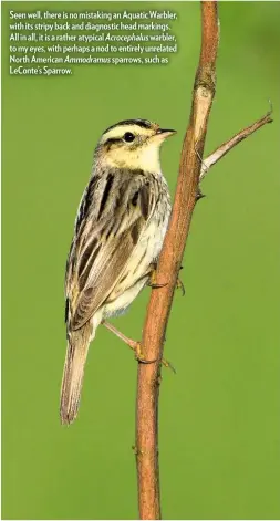  ??  ?? Seen well, there is no mistaking an Aquatic Warbler, with its stripy back and diagnostic head markings. All in all, it is a rather atypical Acrocephal­us warbler, to my eyes, with perhaps a nod to entirely unrelated North American Ammodramus sparrows, such as LeConte’s Sparrow.