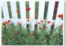  ??  ?? This poppy, known as Papaver rhoeas is planted along the white picket fence at McCrae House.